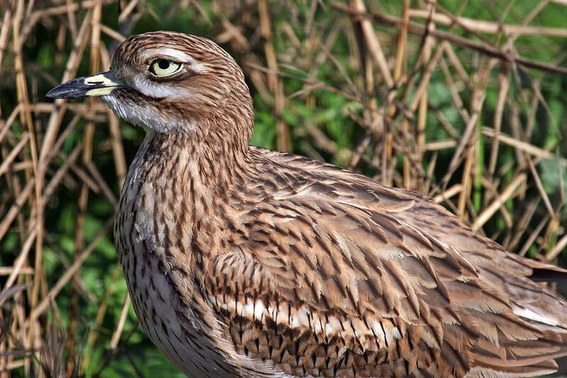 Eurasian Stone-curlew