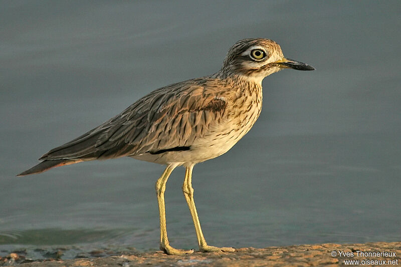 Senegal Thick-knee