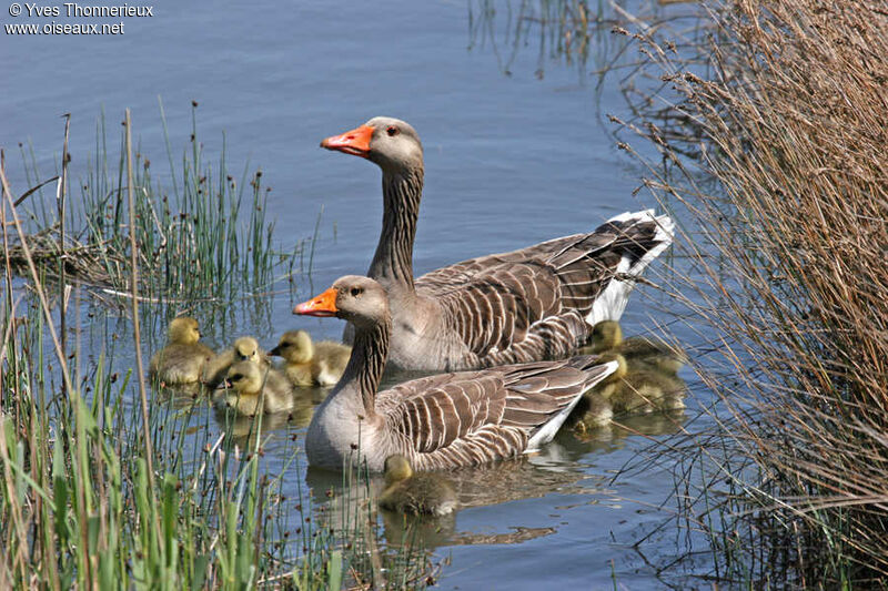 Greylag Goose adult