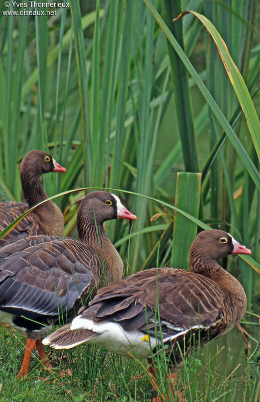 Lesser White-fronted Goose