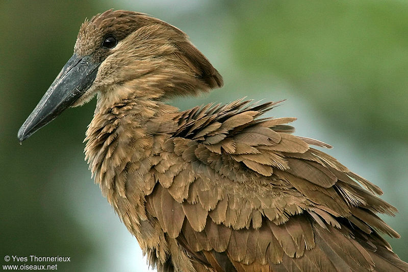 Hamerkop