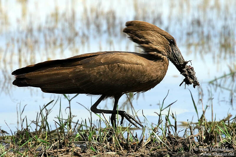 Hamerkop