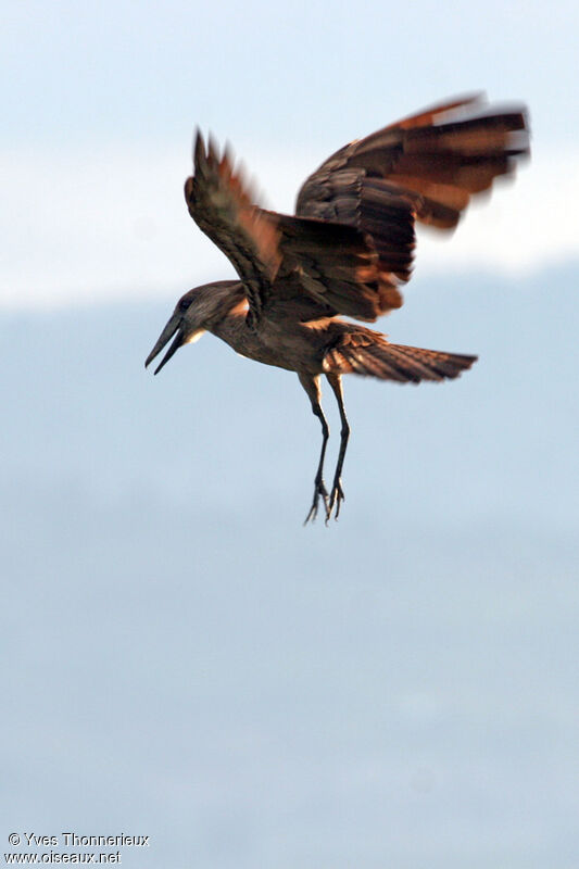 Hamerkop