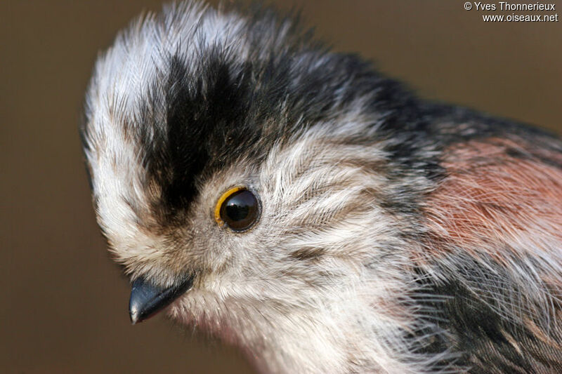 Long-tailed Titadult