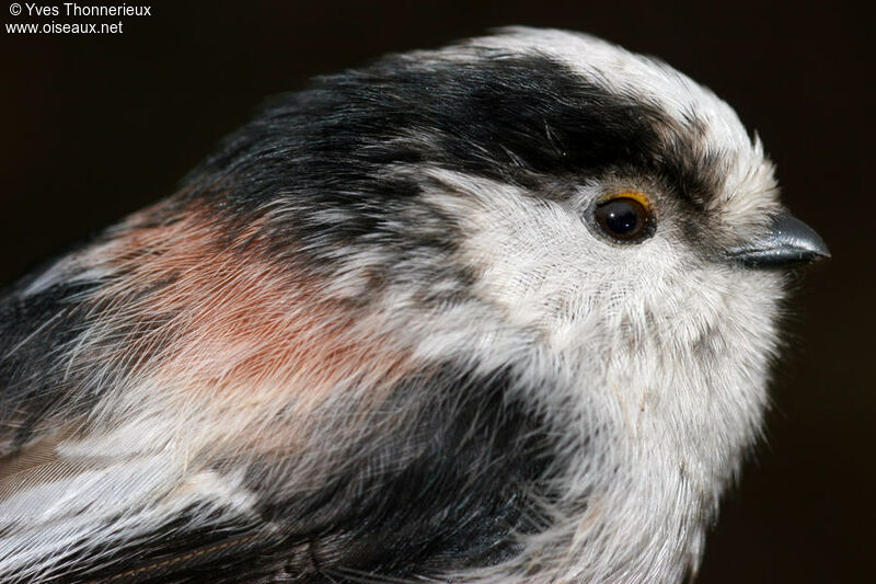 Long-tailed Tit