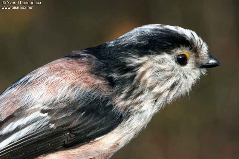 Long-tailed Titadult