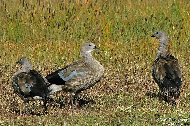 Blue-winged Goose