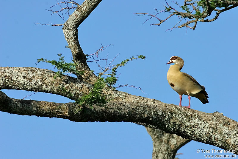 Egyptian Goose