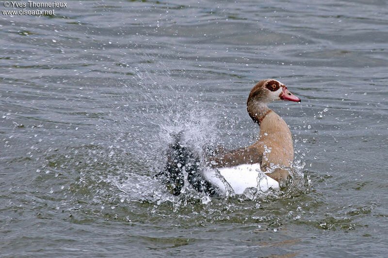 Egyptian Gooseadult