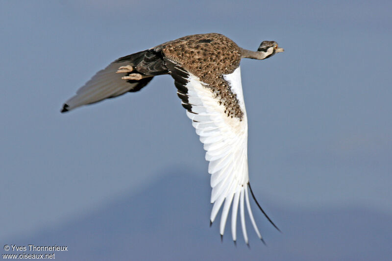 Hartlaub's Bustard male adult