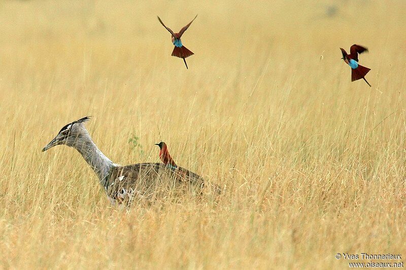 Kori Bustard