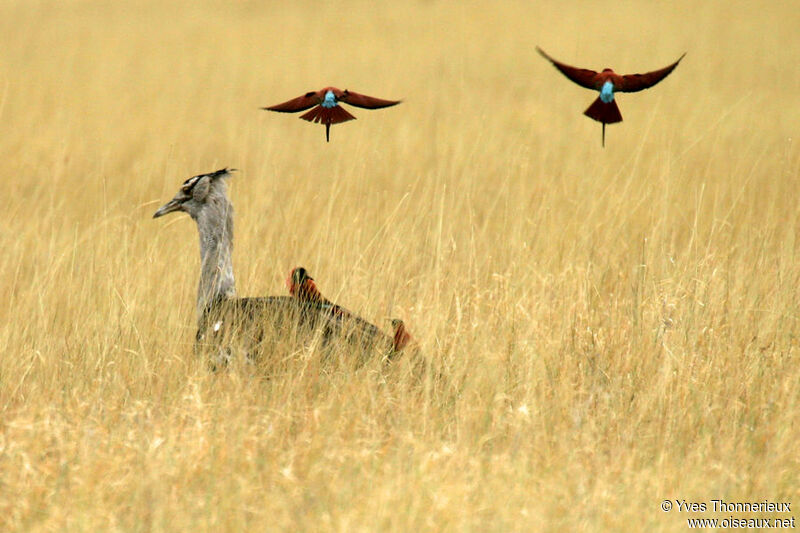 Kori Bustard