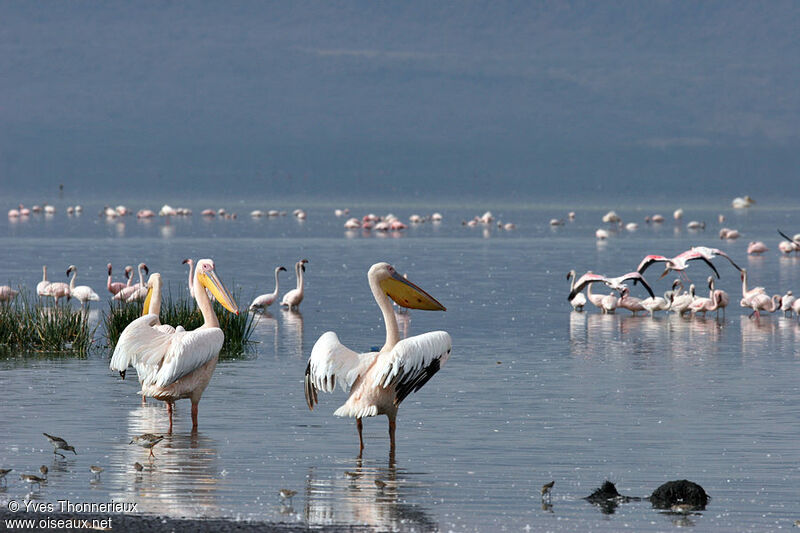 Great White Pelican