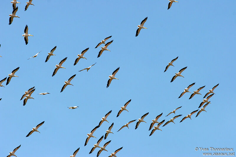 Great White Pelican