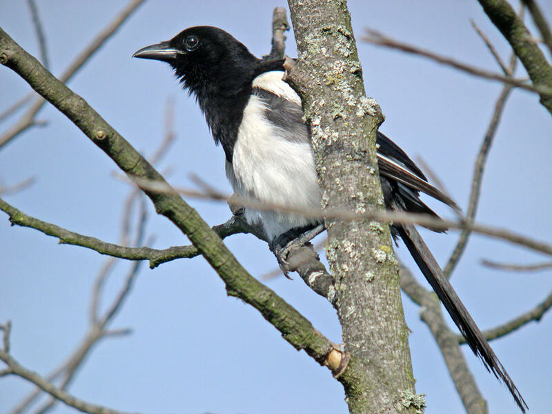 Eurasian Magpie