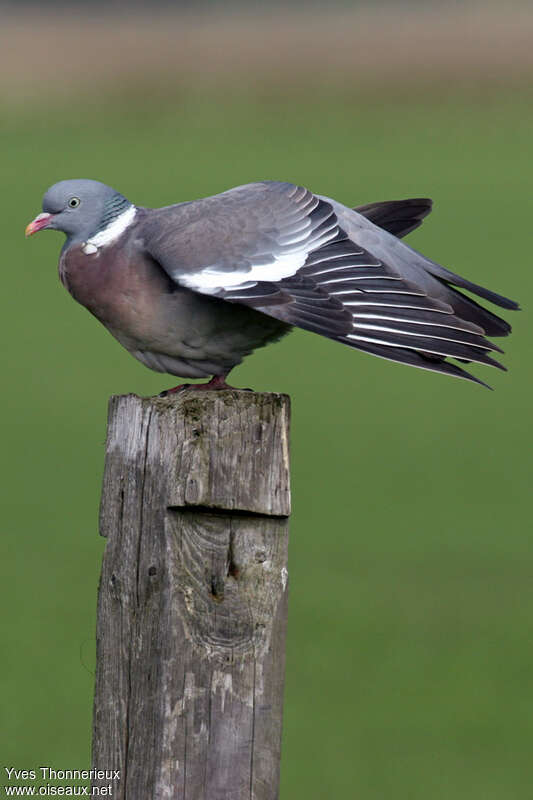 Common Wood Pigeonadult, identification, aspect