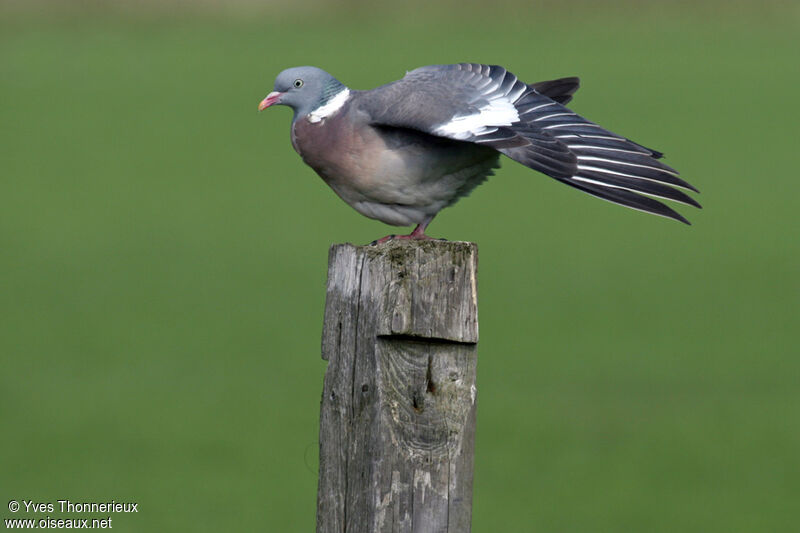 Common Wood Pigeonadult