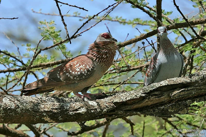 Speckled Pigeon