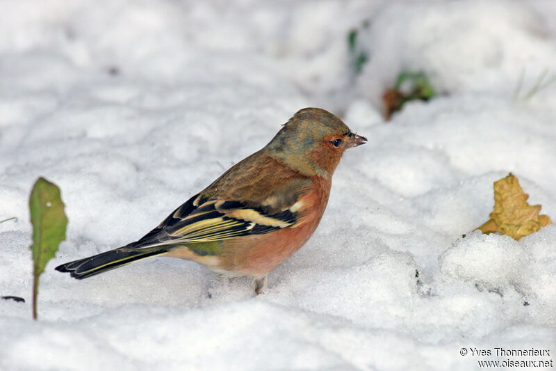 Eurasian Chaffinch