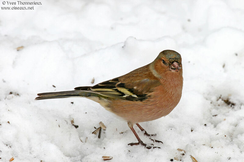 Eurasian Chaffinch