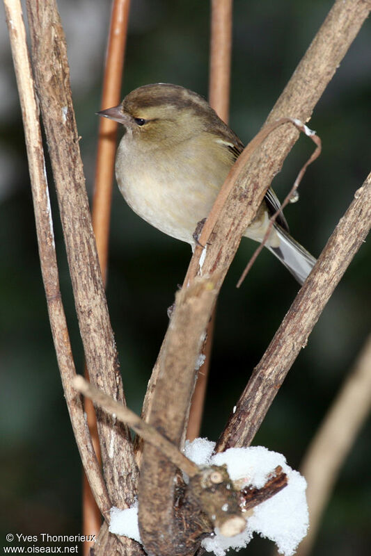 Eurasian Chaffinch