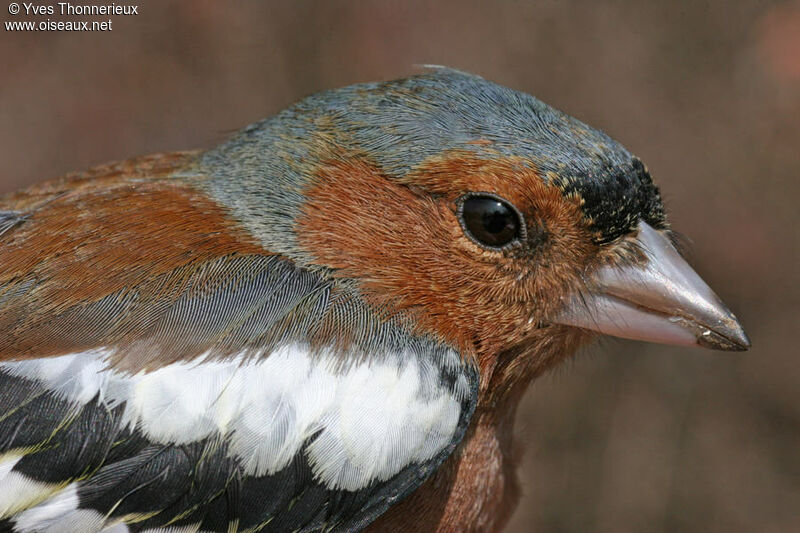 Eurasian Chaffinch male adult