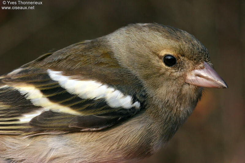 Eurasian Chaffinch female adult