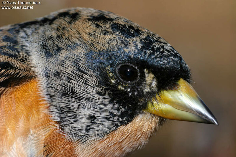 Brambling male