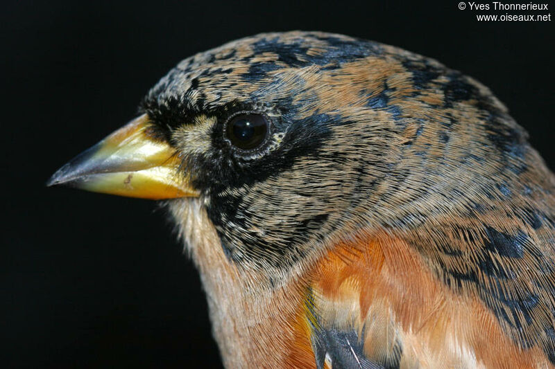 Brambling male