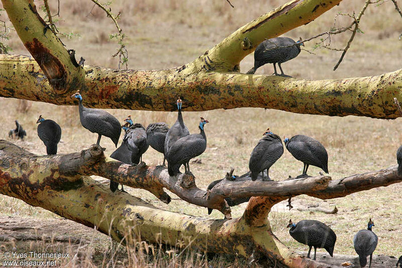 Helmeted Guineafowl