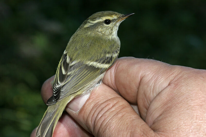 Yellow-browed Warbler