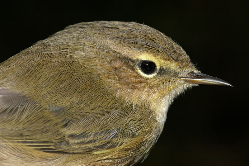 Common Chiffchaff