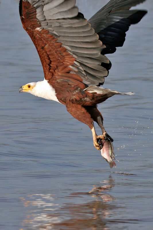 African Fish Eagle