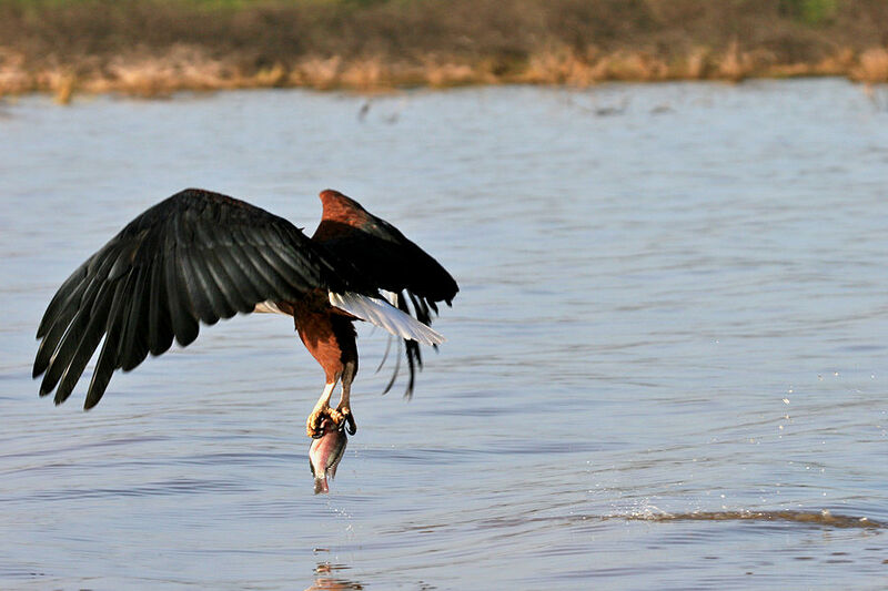 African Fish Eagle