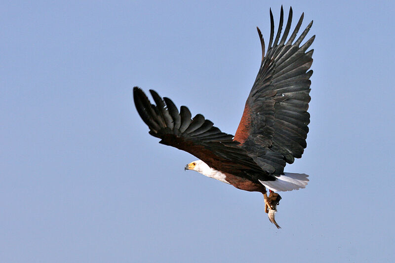 African Fish Eagle