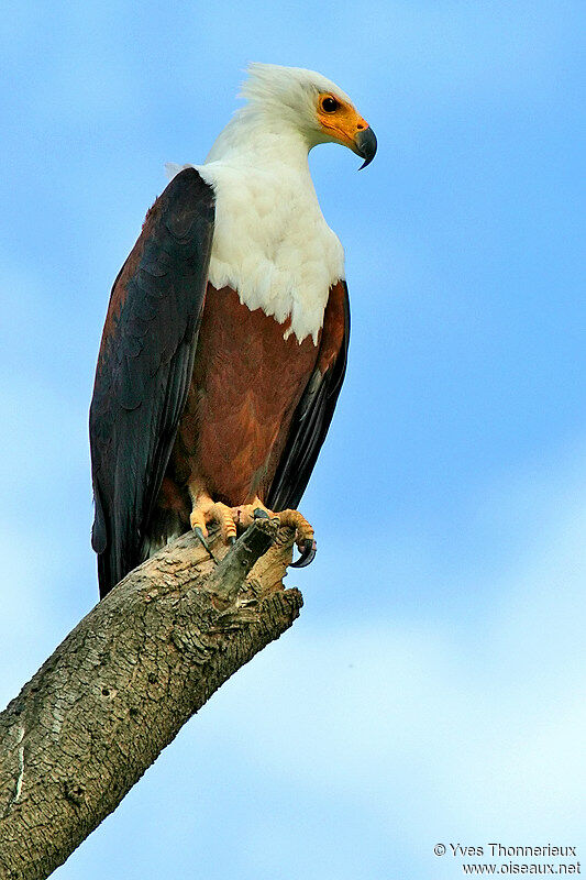 African Fish Eagle