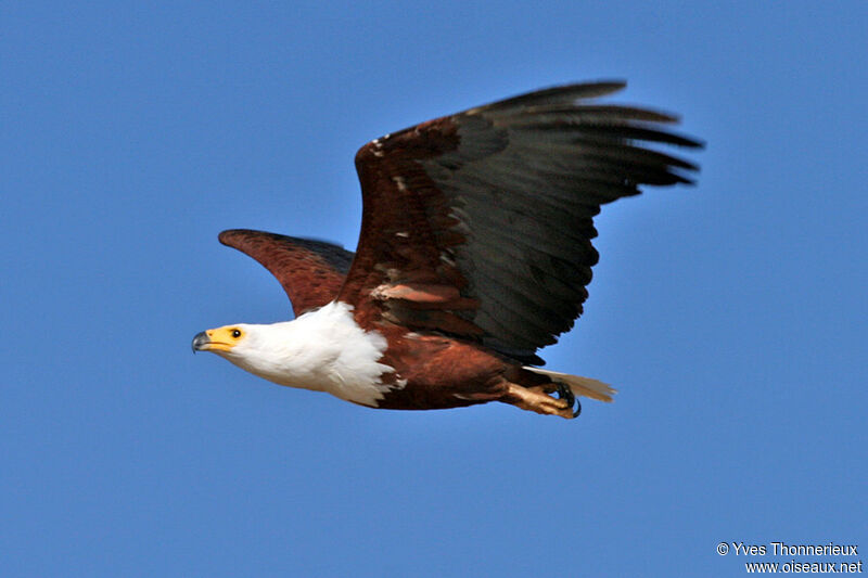 African Fish Eagle