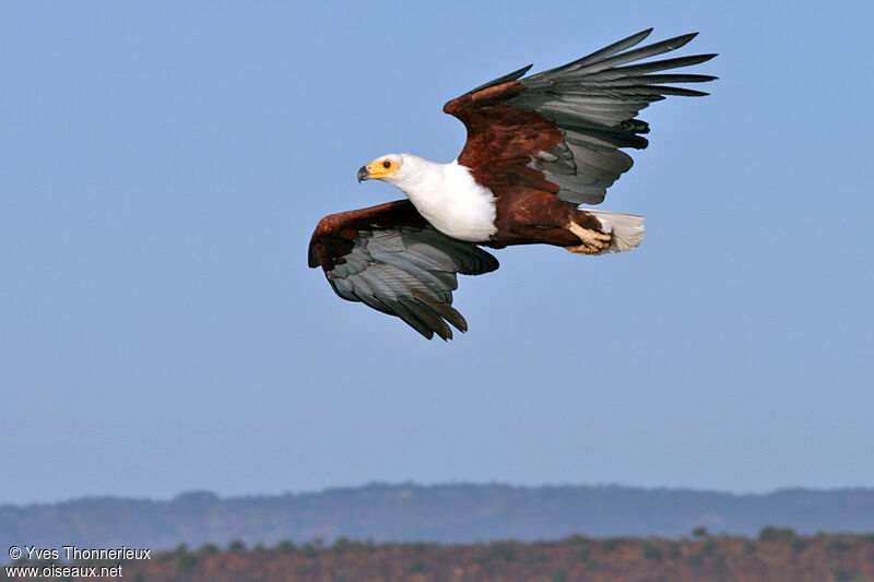 African Fish Eagle