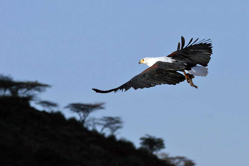 African Fish Eagle