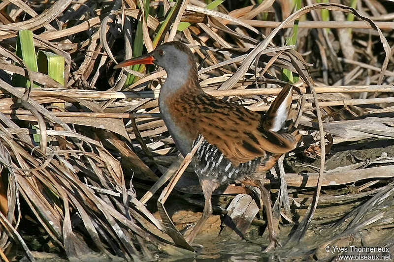 Water Rail