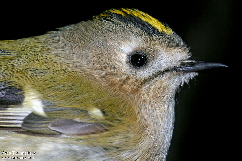 Goldcrestadult, close-up portrait