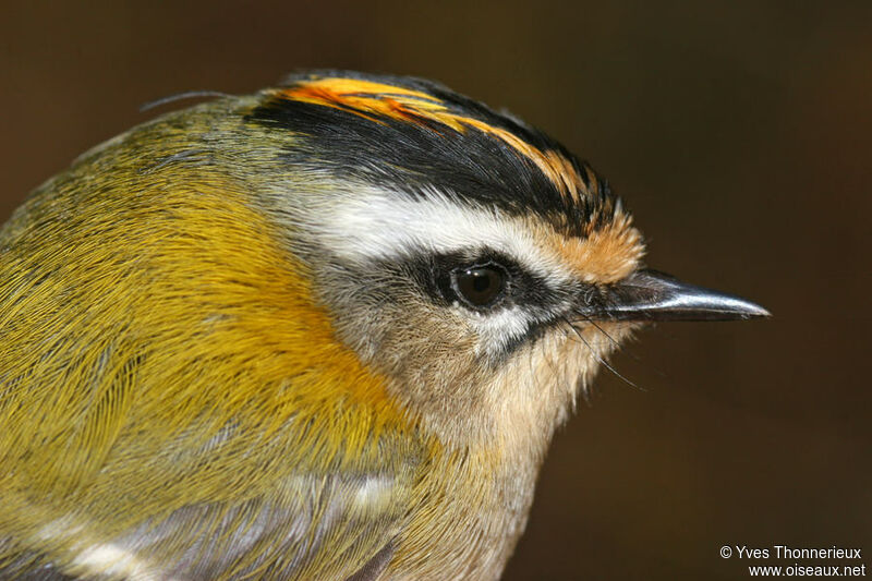 Common Firecrest male adult