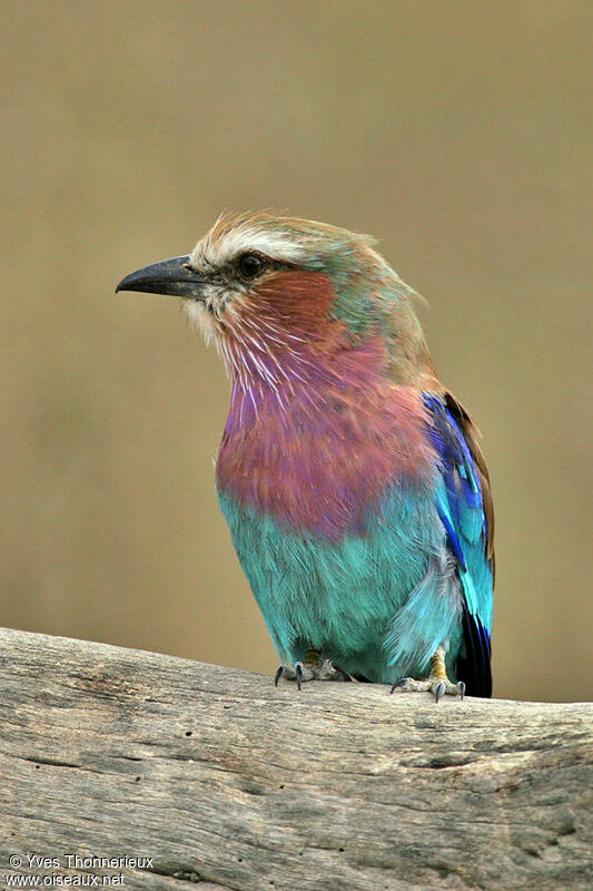 Lilac-breasted Roller