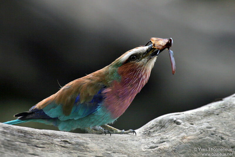 Lilac-breasted Roller