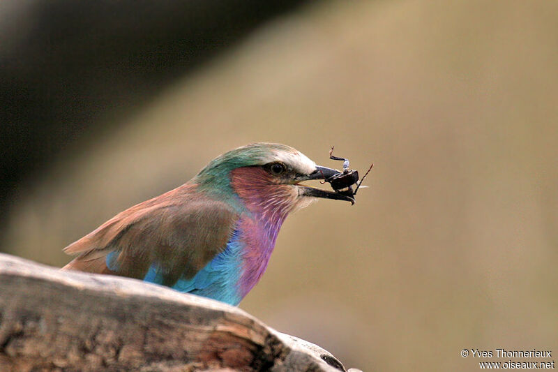 Lilac-breasted Roller