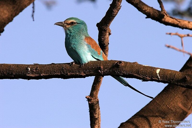 Abyssinian Roller