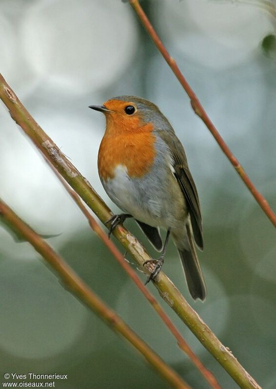 European Robin