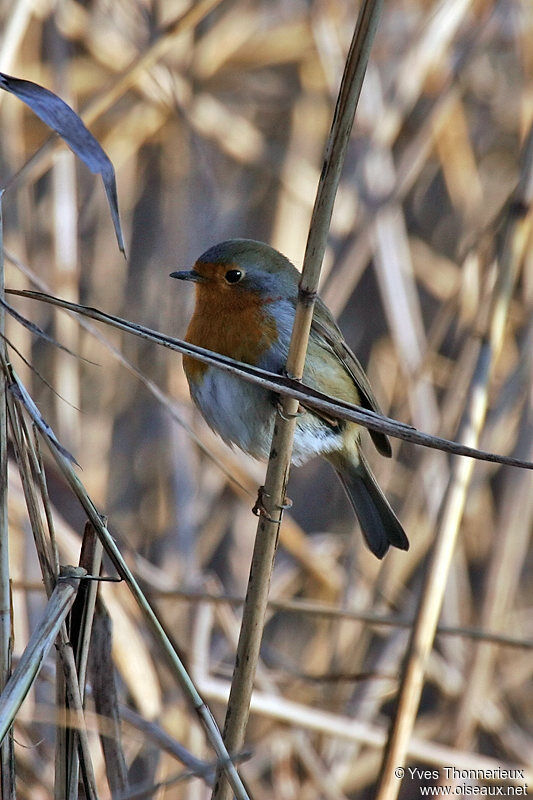 European Robin