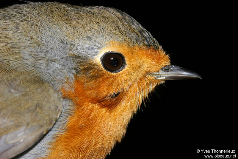 European Robin