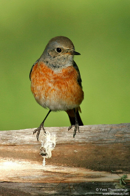 Common Redstart